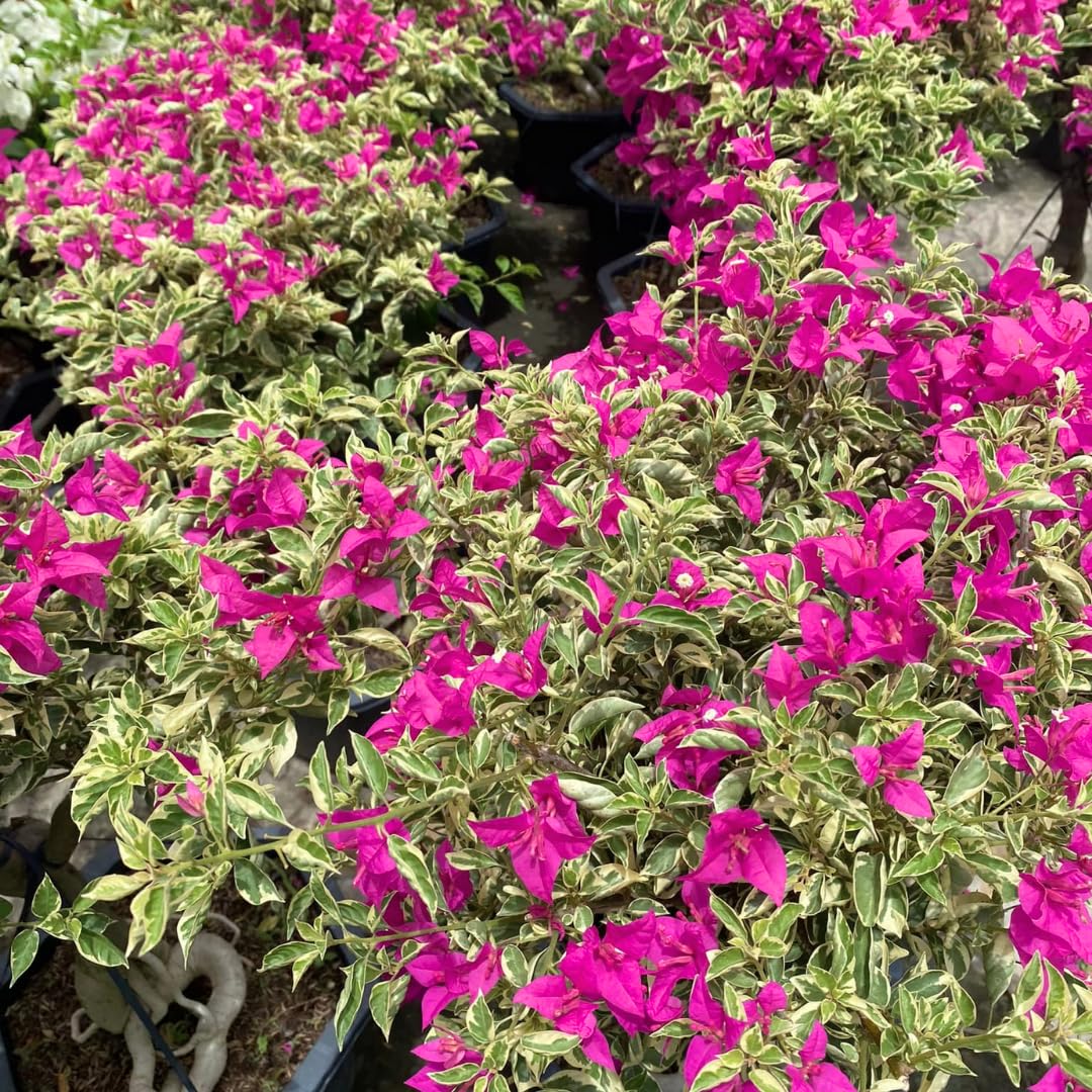 Combo 2 Bougainvillea Plants Live Trees, Outdoor Bougainvillea Plant for Trailing Flowering Vines or Bush Tree, 5-10” Tall, Well-Rooted Bougainvillea Blueberry Ice