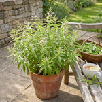 2 Live Lemon Verbena Plant, Fragrant Lemon Verbena Herb Plant Live, 3-5'' Tall, Herb Starter Plant for Garden, Patio
