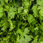 Cilantro Plant Live, Cilantro Herb Live Plant in 4 Inc Pot, Fragrant Vegetable Herb for Gardening Inside Outside Growing
