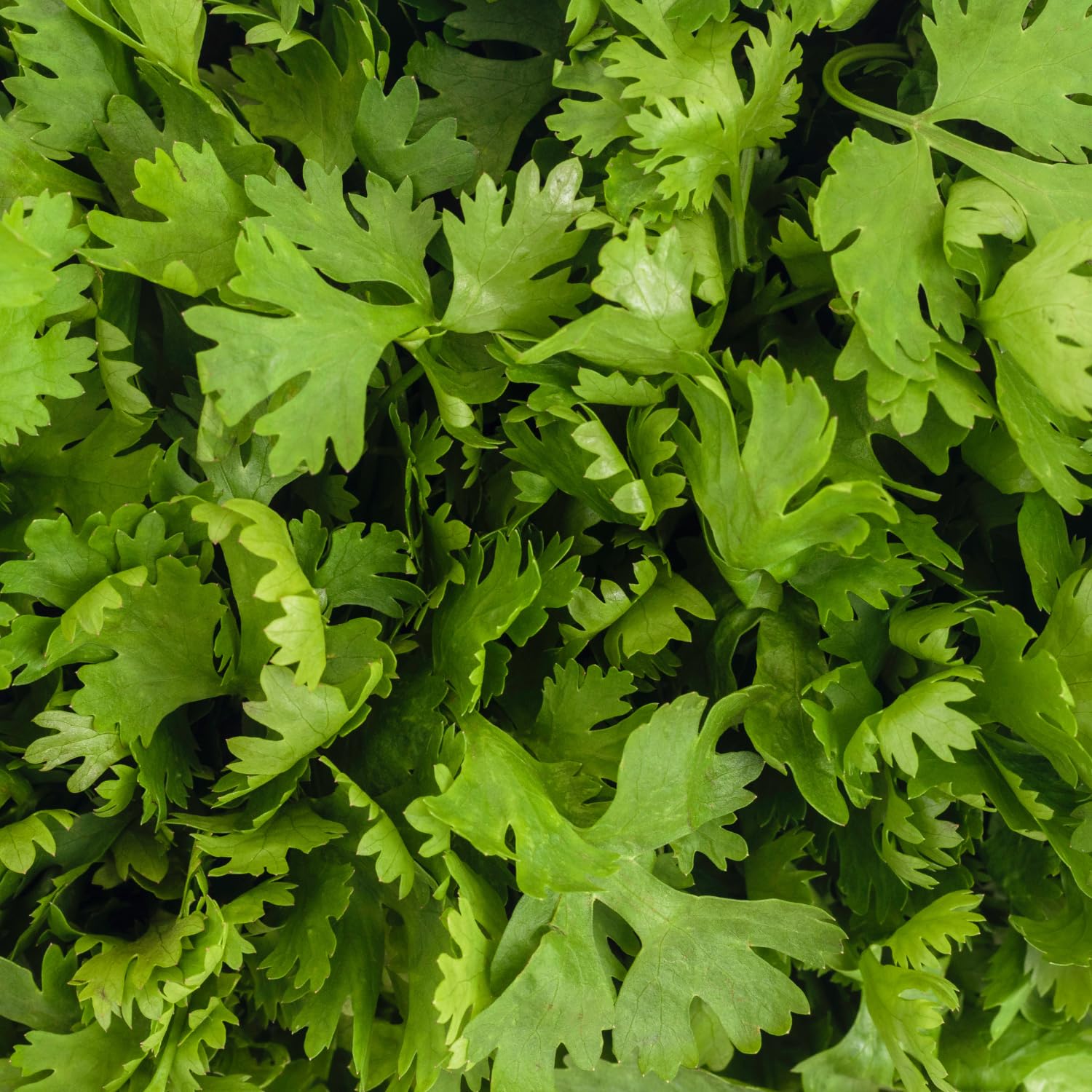 Cilantro Plant Live, Cilantro Herb Live Plant in 4 Inc Pot, Fragrant Vegetable Herb for Gardening Inside Outside Growing