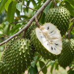 Soursop Tree Live Plant 5-9" Tall, Soursop Guanabana Tropical Fruit Tree for Gardening, Hardy Outdoor Plant