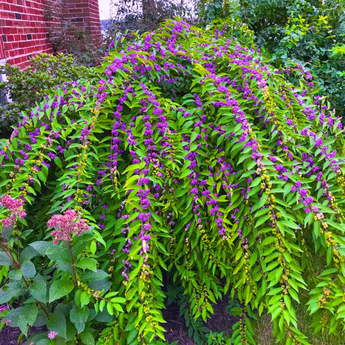 2 Beautyberry Bush Plants Live, American Beautyberry Seedlings, Berry Bushes Live Plant, Well Rooted, No Pot, Size 5 to 9 Inc in Tall