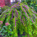 2 Beautyberry Bush Plants Live, American Beautyberry Seedlings, Berry Bushes Live Plant, Well Rooted, No Pot, Size 5 to 9 Inc in Tall