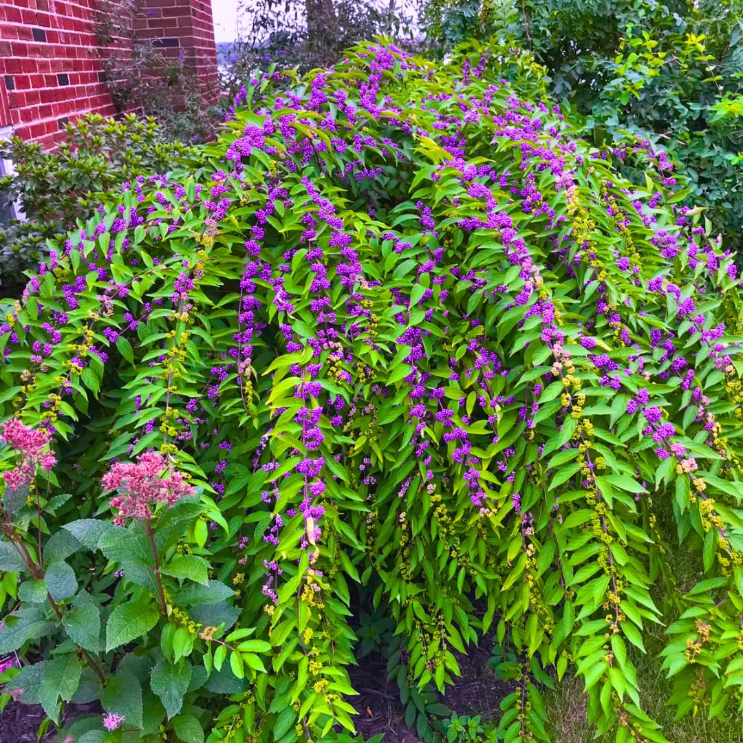 2 Beautyberry Bush Plants Live, American Beautyberry Seedlings, Berry Bushes Live Plant, Well Rooted, No Pot, Size 5 to 9 Inc in Tall