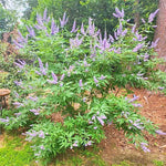 Vitex Blue Tree Live Plant, Chaste Tree, Blue Purple Flowering Vitex Shrub, 5-7 Inches Tall for Outdoor Planting