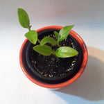 Malabar Spinach Starter Plant with 3 seedlings Basella Alba (Green stem) Non-GMO
