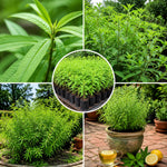Lemon Verbena Plant Live, Green Foliage Herbs, Verbena Plant, 3-5 Inches Tall, Well-Rooted for Outdoor Planting
