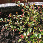 3 Lemon Thyme Live Plant, Well Rooted Starter Plant, 4-6'' Tall, Fragrant Herb for Garden, Patio