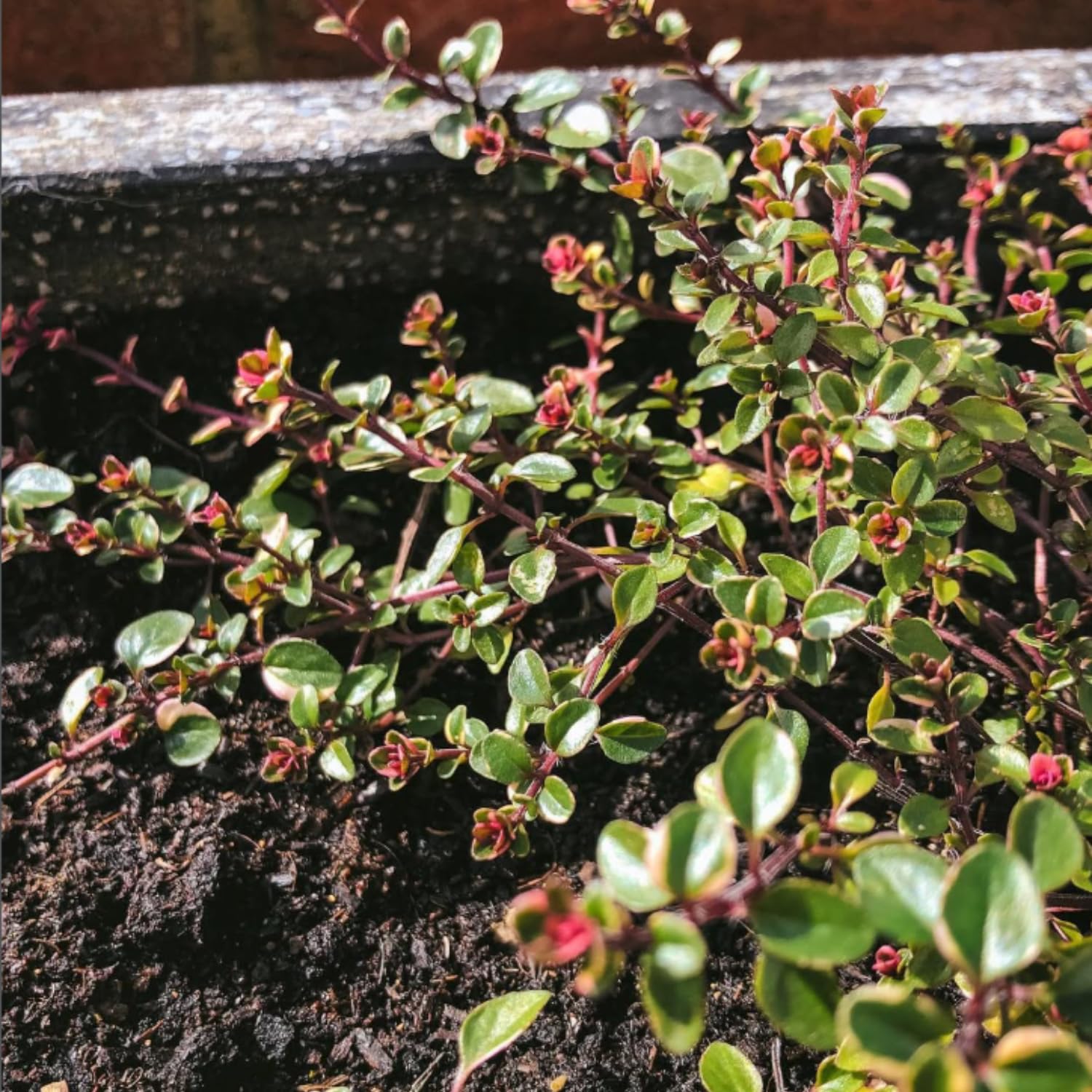 3 Lemon Thyme Live Plant, Well Rooted Starter Plant, 4-6'' Tall, Fragrant Herb for Garden, Patio