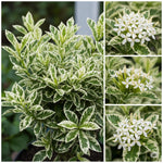 3 Live Ixora Plants, 5-7 Inc, White Ixora Live Plant, Tropical Shrub Plant for Gardening