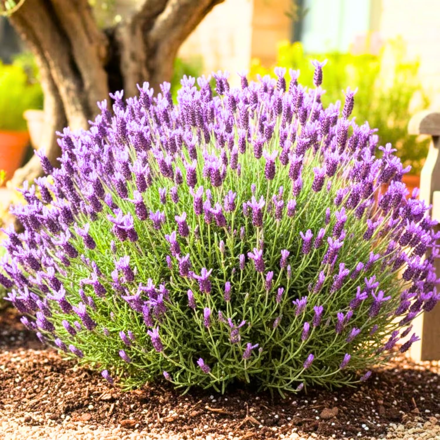 Pack 2 Lavender Plants Live Indoor, Lavandula Trees Live Plants for Planting, Fragrant Flowers Perennial, Plugs 4-7" Tall Well-Rooted (Spanish Lavender)