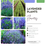 1 Lavender Plant Live Indoor, Lavandula Perennial Tree Live Plant for Planting, Fragrant Flowers, Well-Rooted 4-8" Height (Hidcote Blue Lavender)