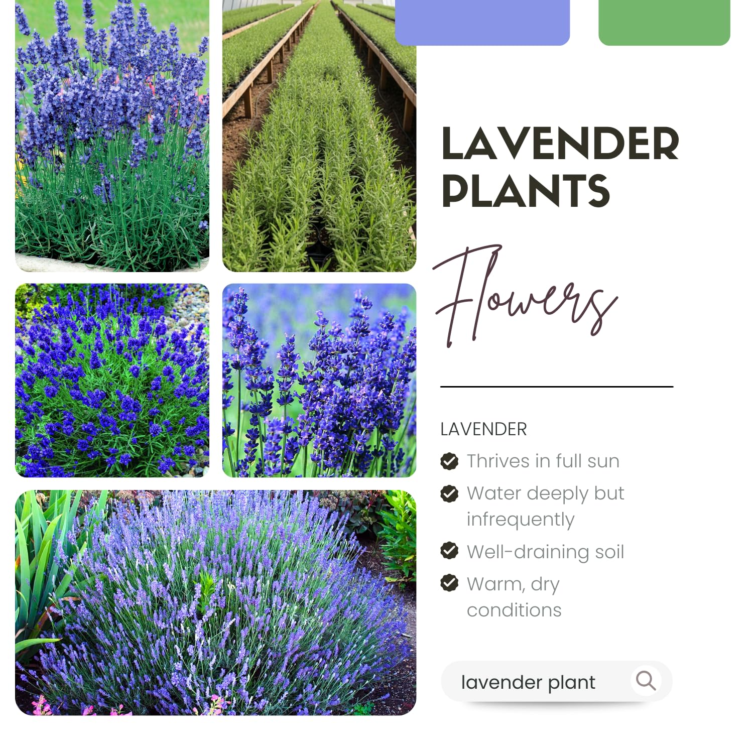 2 Lavender Plants Live Indoor, Lavandula Trees Live Plants for Planting, Fragrant Flowers Perennial, 4-6" Height Plugs (Hidcote Blue Lavender Plants)
