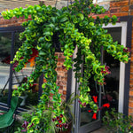 Aeschynanthus Twisted Lipstick Plant Live for Planting in 3 Inches Pot, Curly Lipstick Live Plant to Grow