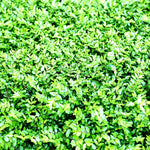 Set of 10 North Privet Hedge Trees Live Plants, Ligustrum Plants Live, Privacy Hedges Plants, 12 to 18 Inc Tall Dormant Gardening
