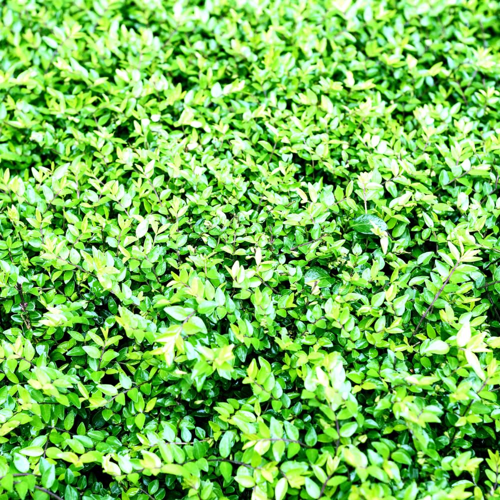 Set of 10 North Privet Hedge Trees Live Plants, Ligustrum Plants Live, Privacy Hedges Plants, 12 to 18 Inc Tall Dormant Gardening