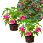 2 Pink Abutilon Plants 4-8" Tall, Trailing Lantern Flowering Vine for Patio, Containers and Outdoor, Hardy Bell Shaped Flowers Shrubs