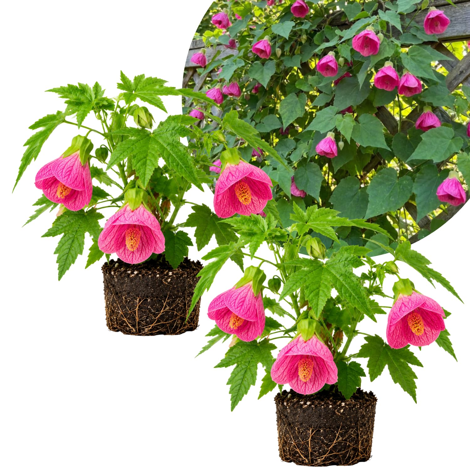 2 Pink Abutilon Plants 4-8" Tall, Trailing Lantern Flowering Vine for Patio, Containers and Outdoor, Hardy Bell Shaped Flowers Shrubs