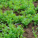 Cilantro Plant Live, Cilantro Herb Live Plant in 4 Inc Pot, Fragrant Vegetable Herb for Gardening Inside Outside Growing