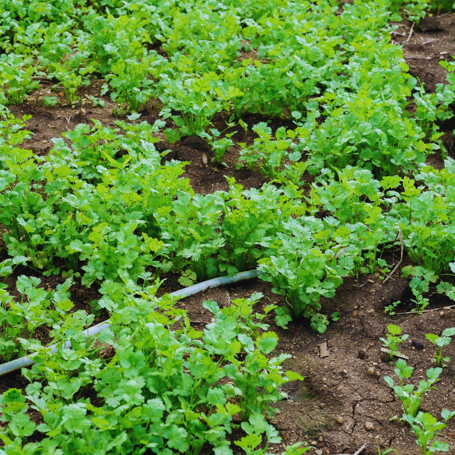 Cilantro Plant Live, Cilantro Herb Live Plant in 4 Inc Pot, Fragrant Vegetable Herb for Gardening Inside Outside Growing