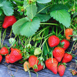 Set 2 Red Strawberry Plants Live, 3 to 5 Inc Tall, Hardy Strawberry Roots, Sweet Fruit Live Plants