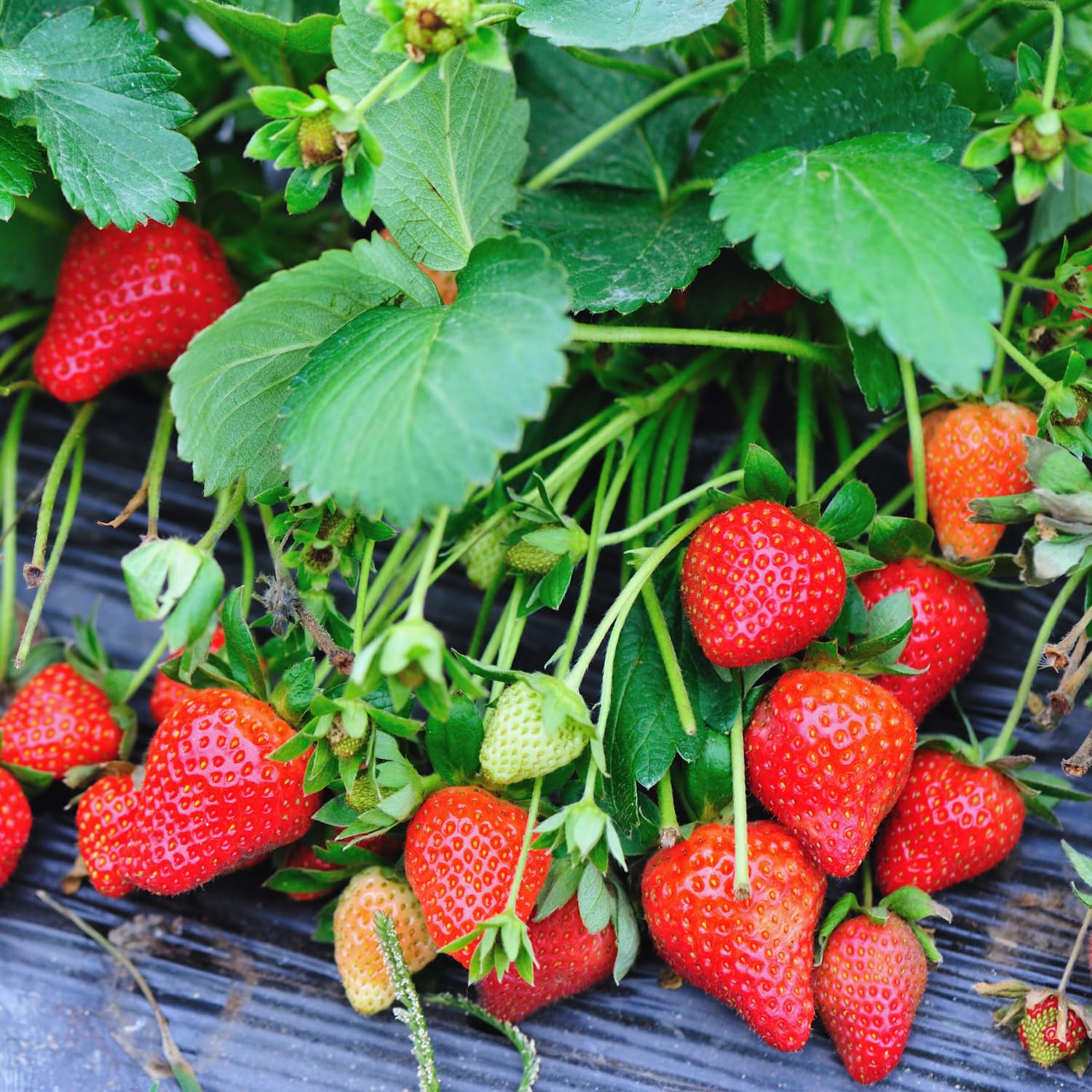 Set 2 Red Strawberry Plants Live, 3 to 5 Inc Tall, Hardy Strawberry Roots, Sweet Fruit Live Plants
