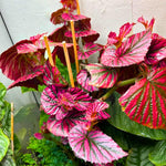 Rare Red Begonia Plants Live, Rare Begonias Indoor Growing, Hanging Basket, Starter 5 to 9 Inc Tall