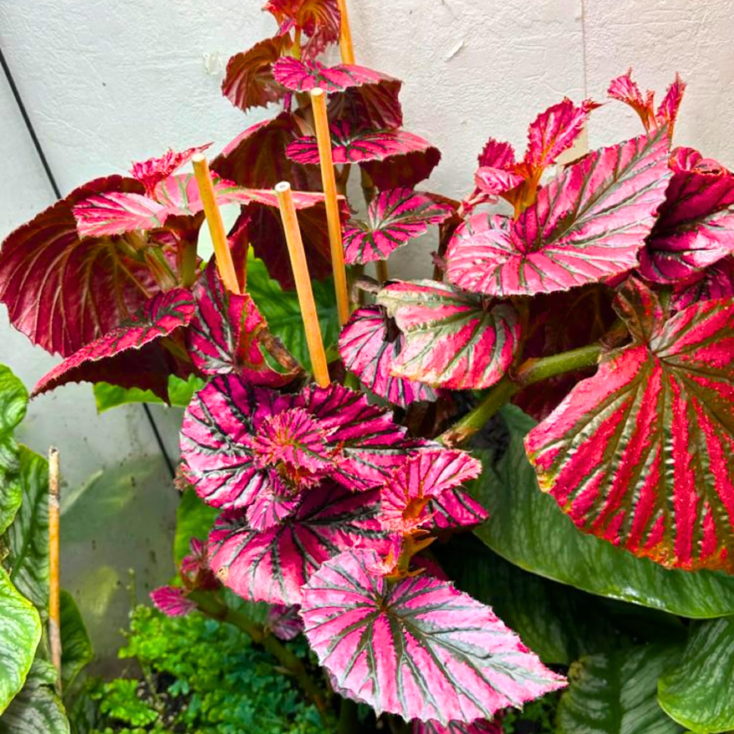 Rare Red Begonia Plants Live, Rare Begonias Indoor Growing, Hanging Basket, Starter 5 to 9 Inc Tall