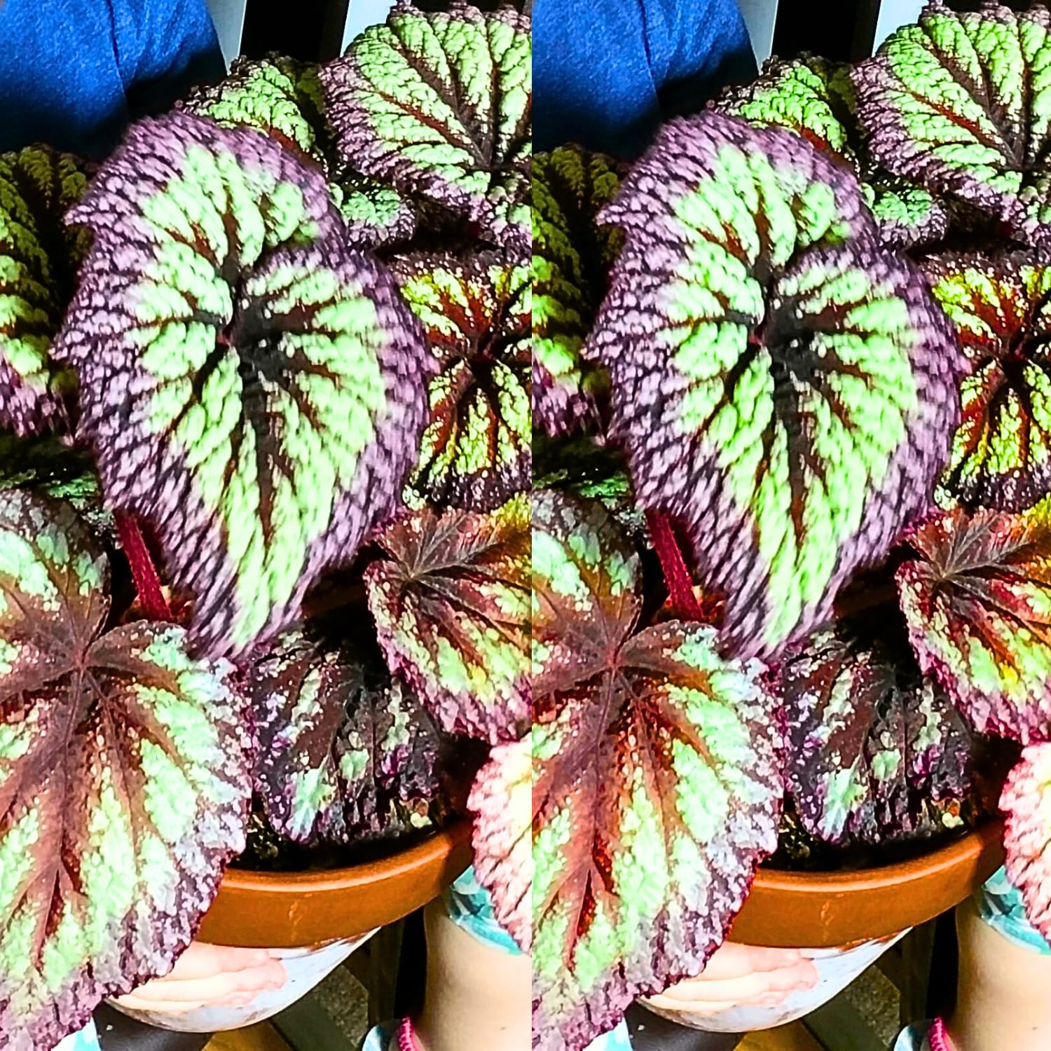 Set 2 Begonia Live Plants, Rare Begonia Plants for Trailing, Ornamental Hanging Basket 5"-9" in Tall (Fire)