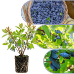 Blue Haskap Honeyberry Plant, Cold Hardy Berry Bush, Edible Fruit 6-8'' Tall, Haskap Fruit Plants for Garden