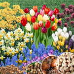 Pack of 30 Multicolor Flower Bulbs for Spring Planting, Ranunculus Bulbs for Planting, Spring Blooms Vibrant Perennial Bulbs for Garden Borders (Multicolor Bulbs)