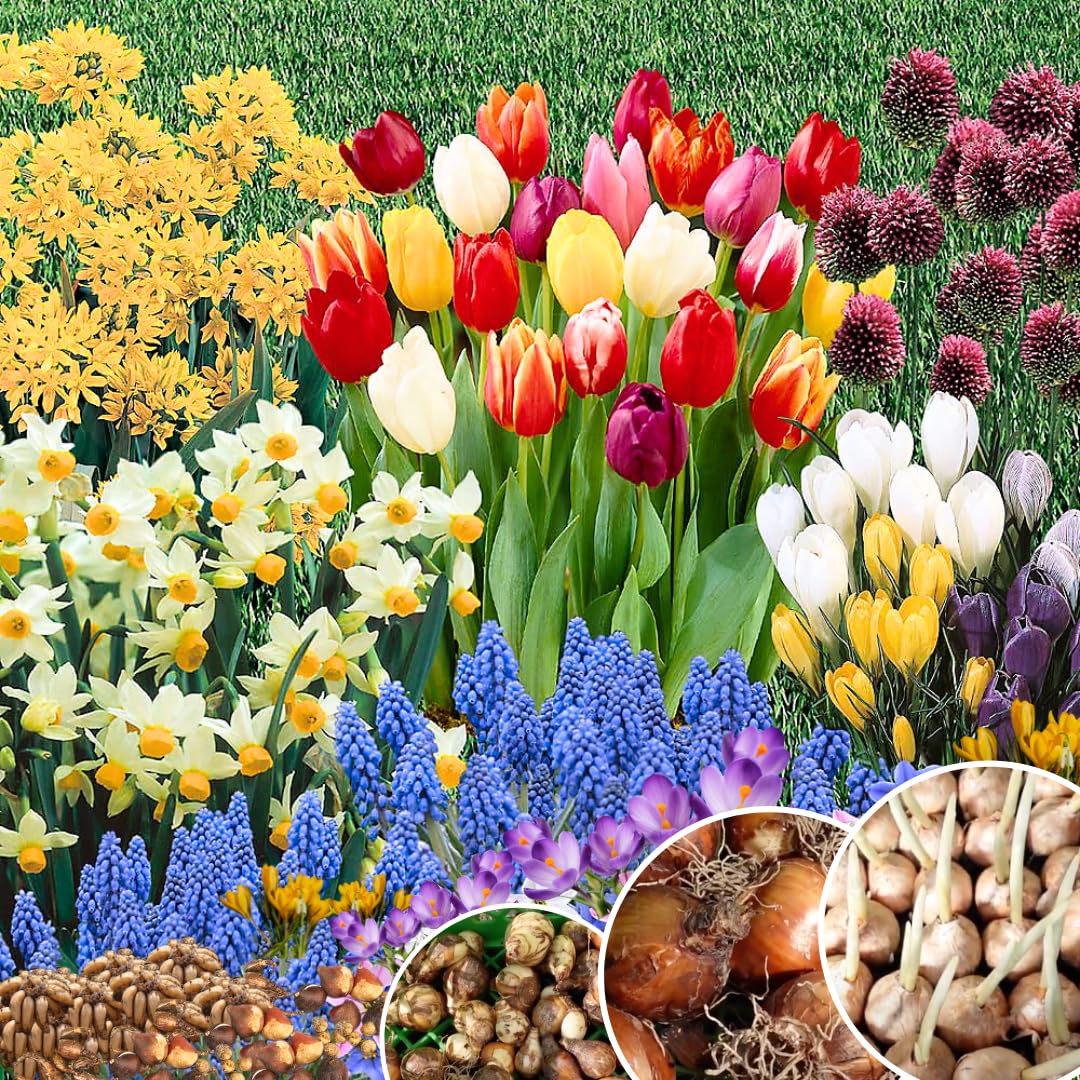 Pack of 30 Multicolor Flower Bulbs for Spring Planting, Ranunculus Bulbs for Planting, Spring Blooms Vibrant Perennial Bulbs for Garden Borders (Multicolor Bulbs)