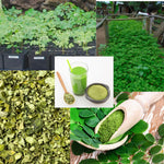 1 to 2 Moringa Plants Live Tree, 6 to 10" Moringa Oleifera Plant, Well Rooted, Cold Hardy, Spring Planting Drumstick Horseradish Tree