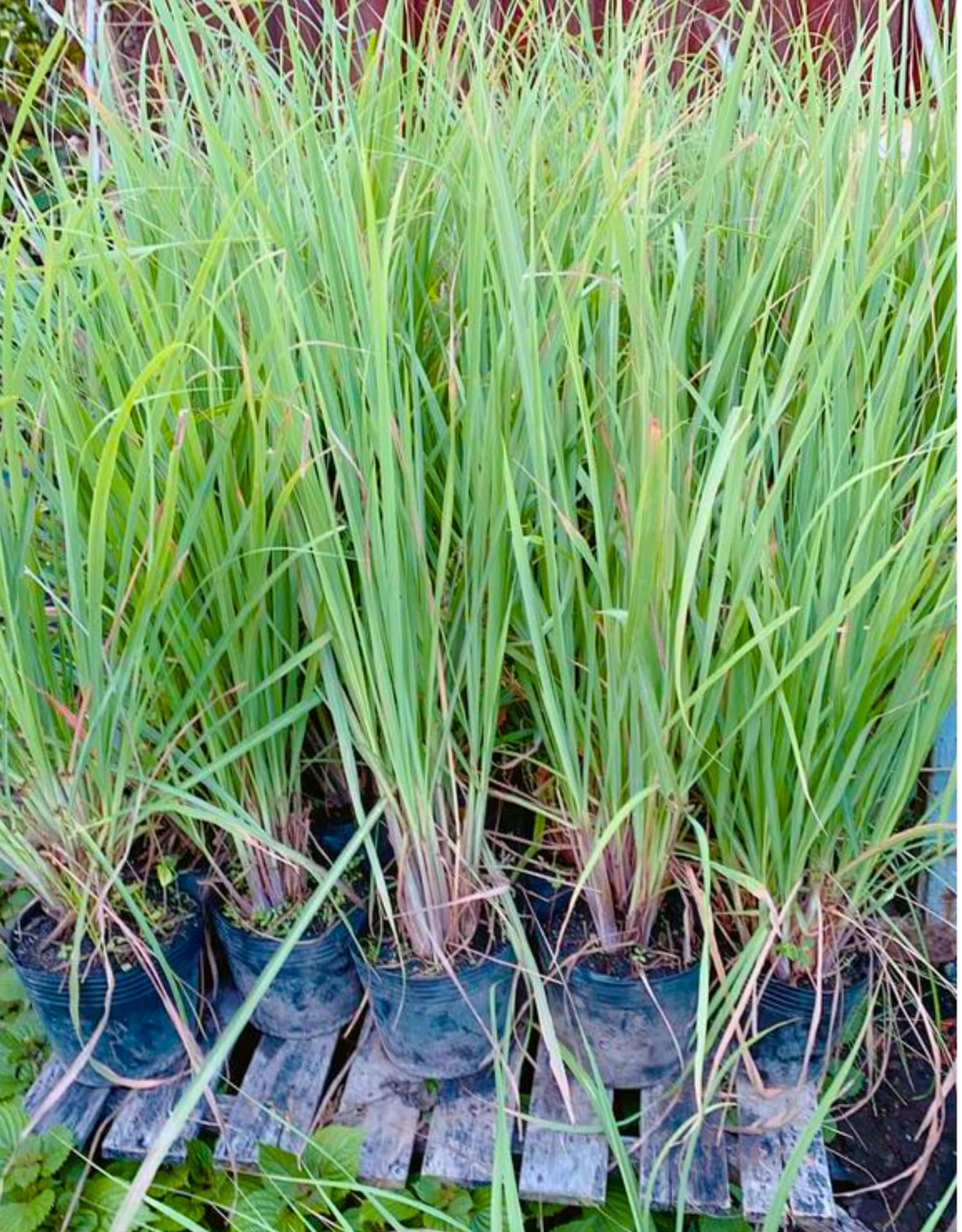 Set 2 Lemon Grass Live Plants, Live Lemon Grass, Lemon Grass Plants, Lemongrass Plant, Live Lemongrass Plant Potted in 4 in Pot