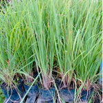 3 Lemon Grass Plants Live, Lemongrass Plants for Outside Planting, Fragant Herb Lemongrass Planting, 4-8 Inc Tall