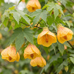 2 Yellow Abutilon Plants 4-8" Tall, Trailing Lantern Flowering Vine for Patio, Containers and Outdoor, Hardy Bell Shaped Flowers Shrubs