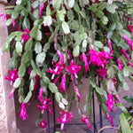 True Christmas Cactus Plant Live in 4 Inch Pot, 4-6 Inch Tall Pink Christmas Cactus Plants, Holiday Houseplant Flower Succulent, Indoor Garden