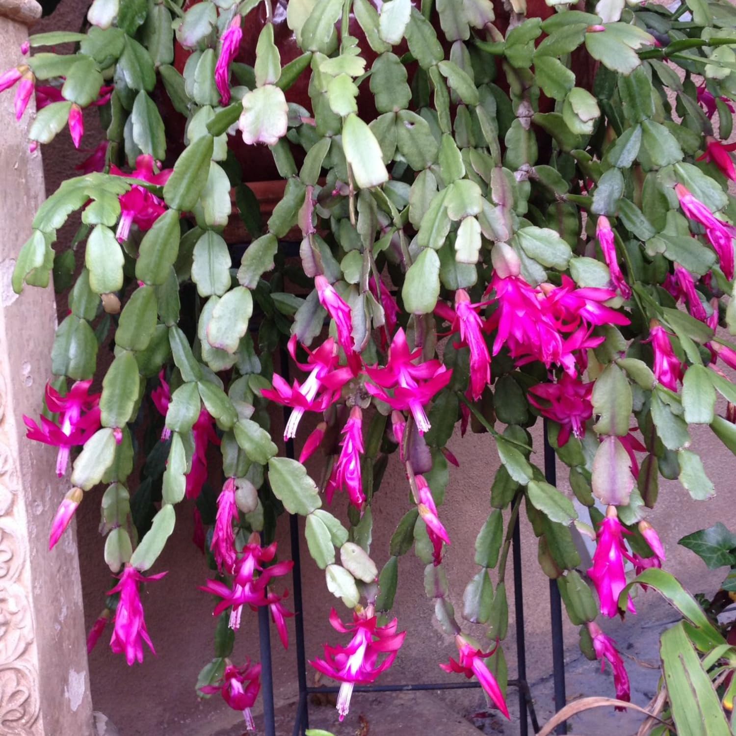 True Christmas Cactus Plant Live in 4 Inch Pot, 4-6 Inch Tall Pink Christmas Cactus Plants, Holiday Houseplant Flower Succulent, Indoor Garden