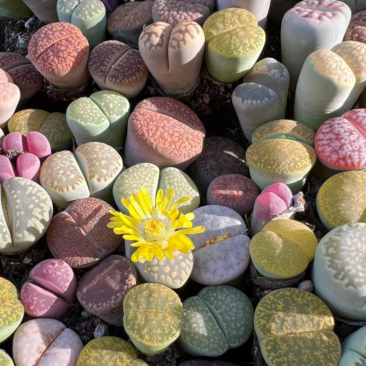 Pack 30 Lithops Succulents Plants Live, Multicolor Lithops Live Plants Indoor Outdoor, Lithops Houseplant for Decoration Home Garden