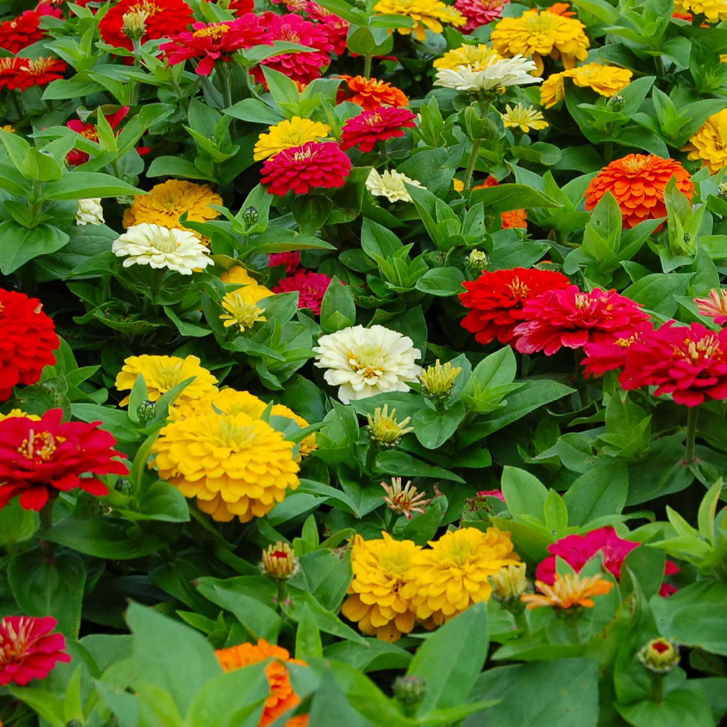 3 Assorted Zinnia Plant Live, Orange Red Zinnia Flower Plant from 3 to 5 Inc Tall Growing Outdoor Garden