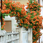 Climbing Rose Live Plant, 6 Months Old Starter, Fragrant Purple Climbing Roses for Planting Outdoor, No Pot (Orange)