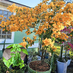 Sets 3 Climbing Bougainvillea Plants Live for Full Sun Trellis Tree, Shrub or Vine Bougainvillea Vibrant Bloom, Very Hardy, 5-9" Tall, Bright Yellow Orange