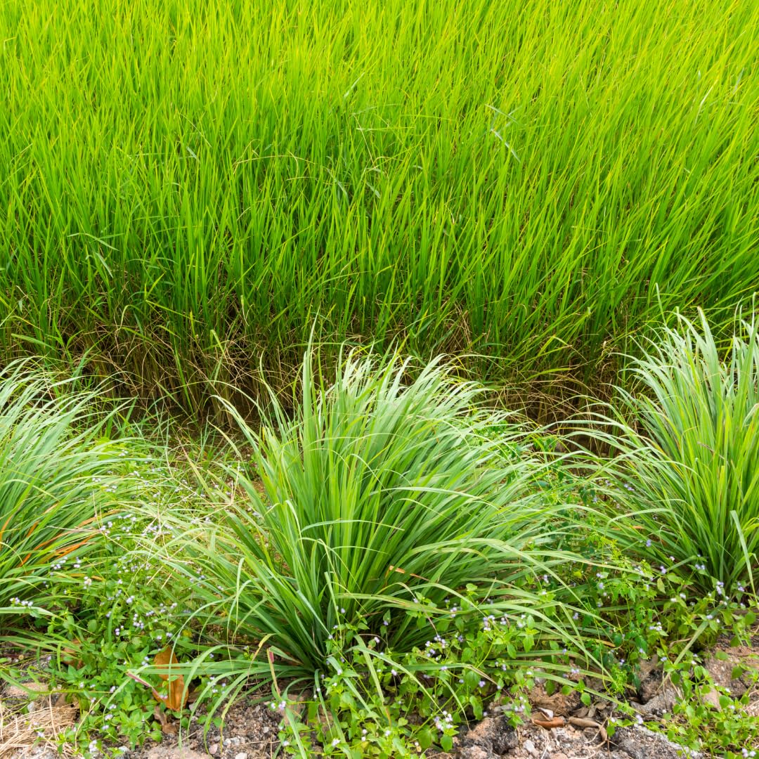 Set 8 of Lemongrass Plants Live, Lemongrass Live Plants for Planting Garden Herbs Stalks from 4 to 7 Inc in Height