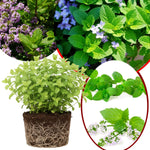 Big Clumps Random Mint Plants Live in Pot, Well-Rooted Herb for Home Gardens, Heirloom Mint Indoor Outdoor, Fresh Mints