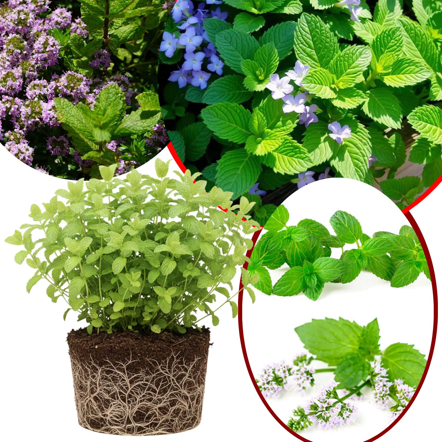 Big Clumps Random Mint Plants Live in Pot, Well-Rooted Herb for Home Gardens, Heirloom Mint Indoor Outdoor, Fresh Mints