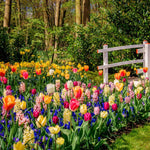 Pack of 30 Multicolor Flower Bulbs for Spring Planting, Ranunculus Bulbs for Planting, Spring Blooms Vibrant Perennial Bulbs for Garden Borders (Multicolor Bulbs)