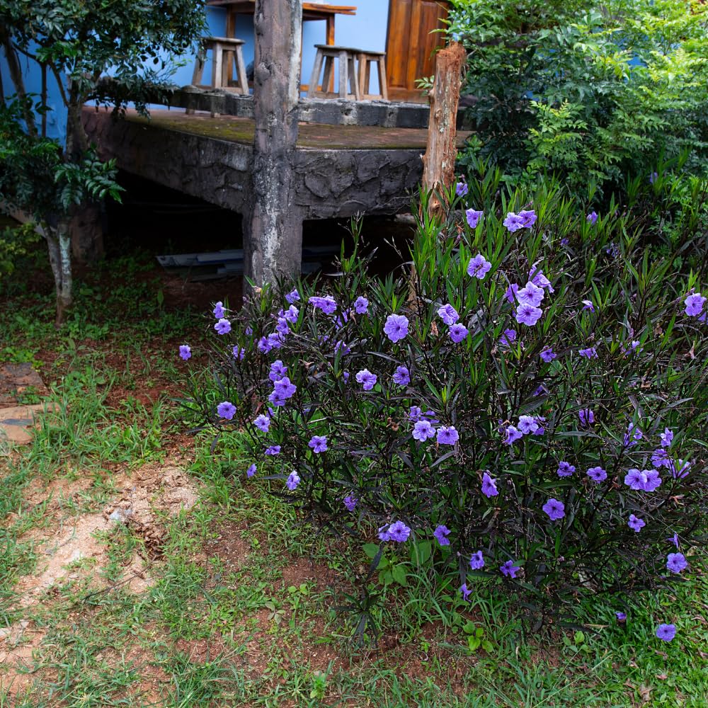 6 Purple Mexican Petunia Plants Live, 5 to 7 Inc, Petunia Flower Live Plants, Shrub Plant Gardening
