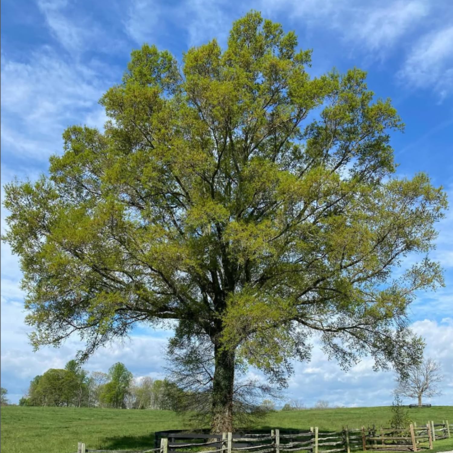 Willow Oak Tree Live Plant, Oak Tree Live 12-18'' Tall, Hardy Shade Trees for Garden