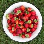 Set 2 Red Strawberry Plants Live, 3 to 5 Inc Tall, Hardy Strawberry Roots, Sweet Fruit Live Plants