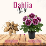 Set 2 White Purple Dahlia Bulbs, Dahlia Bulbs, Purple Flowering Bulbs for Garden Planting, Not Plants, Flower Bulbs for Growing